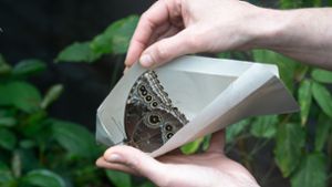 Bunte Insekten in der Wilhelma: Im Briefumschlag transportiert – die Neulinge   im Schmetterlingshaus